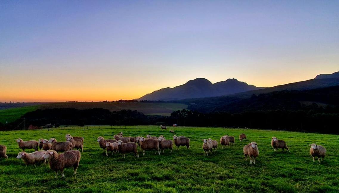 Prospect Farm Cottages George Esterno foto